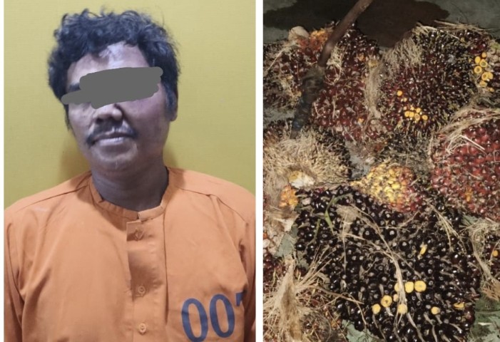 Pencuri buah kelapa sawit di Ukui, Pelalawan ditangkap (foto/Andy)